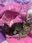 2 pisici spre adopție