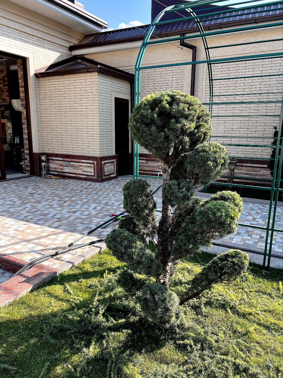 Archa gul va zaborchalar daraxt kesish