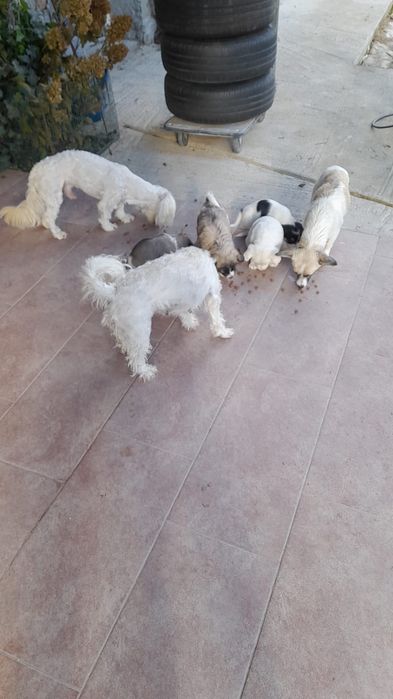 Donez cățeluși draguti