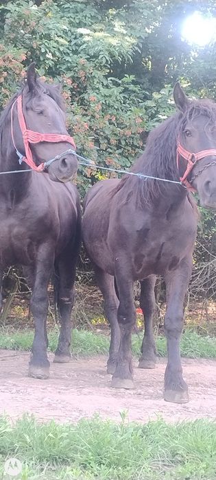 Manji negri garantati