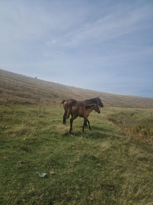 Vand mânz talie mare (6luni)