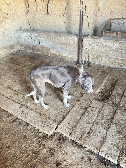 Тазы сатылады урғашы полный рабочый