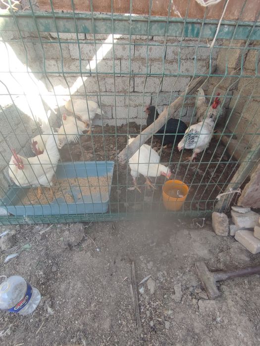 Молодые домашние Петушки