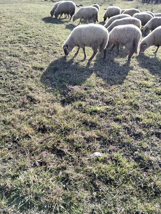 Cârlani de vânzare.