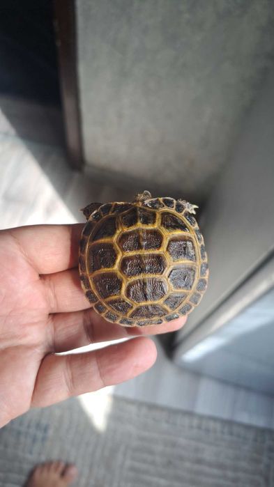 Toshbaqa bolasi черепаха маленкие