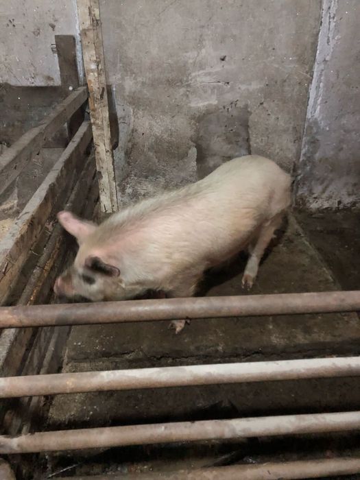 Продам кабана производителя.