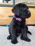 Labrador  retriever  băiețel  1000 lei