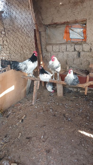 Zotli Xorozlar Obmen qilamiz