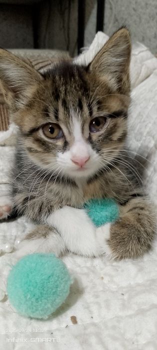 Котята отдам в хорошие руки