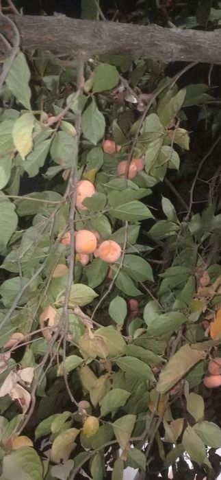 Xurmo hurmo хурмо