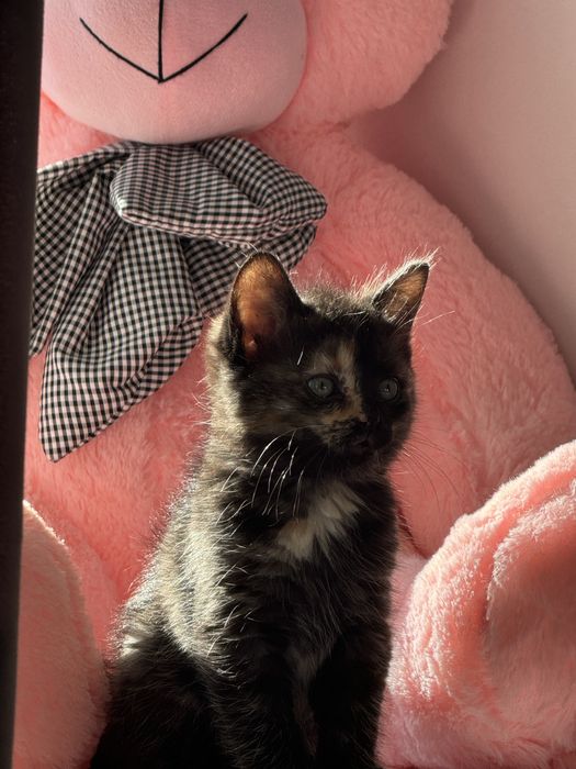 Котенок девочка 1,5 месяца