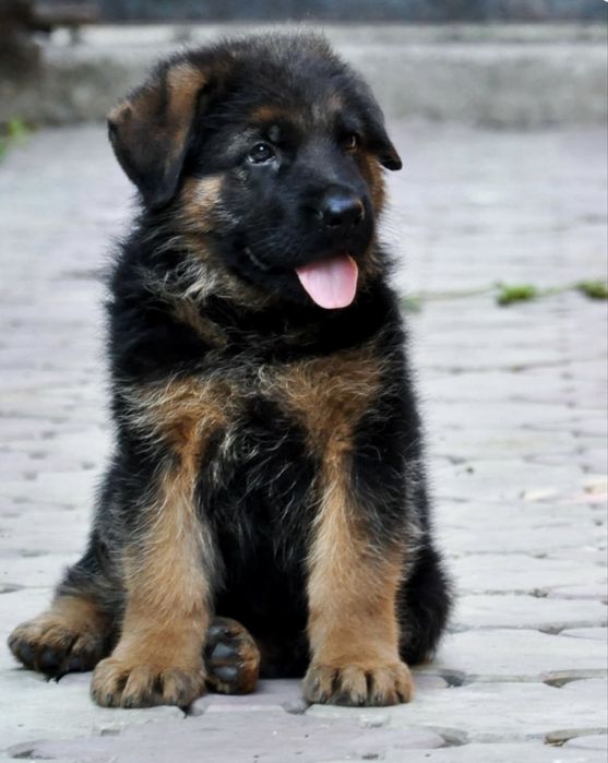 Ciobanesc german 800 lei