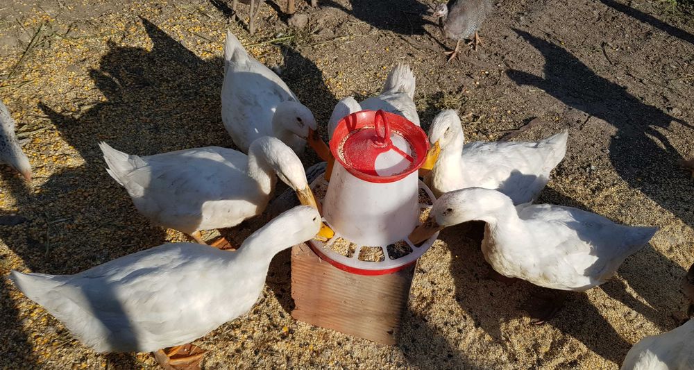 Vând rățoi și cocoși, de anul acesta.