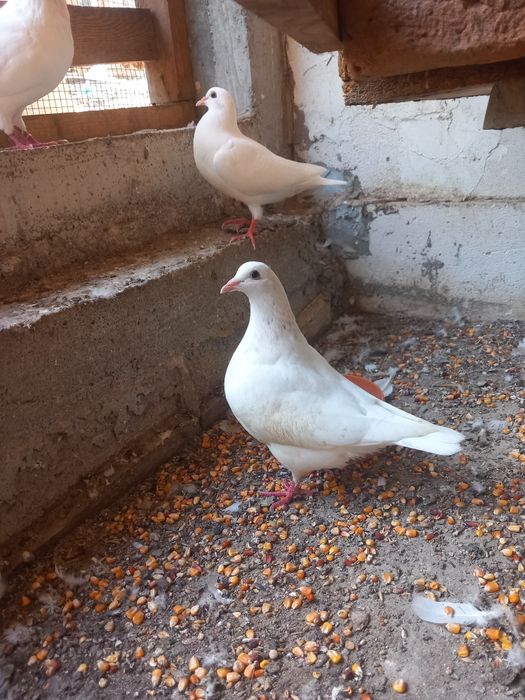Porumbei Texani Mondaini și Huble Filiași Dolj
