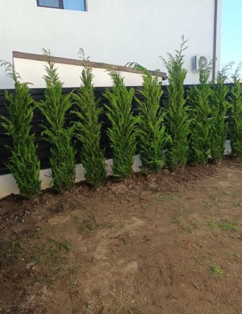 Tuia leylandii orice transport si plantat inclus