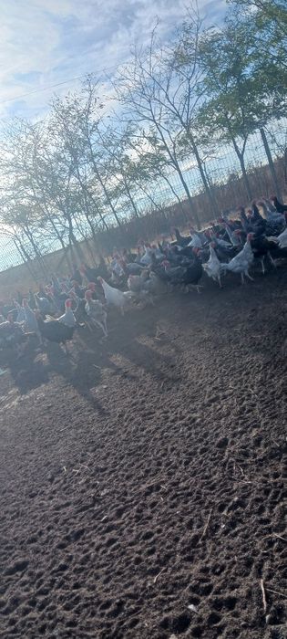 Vând curcani grași