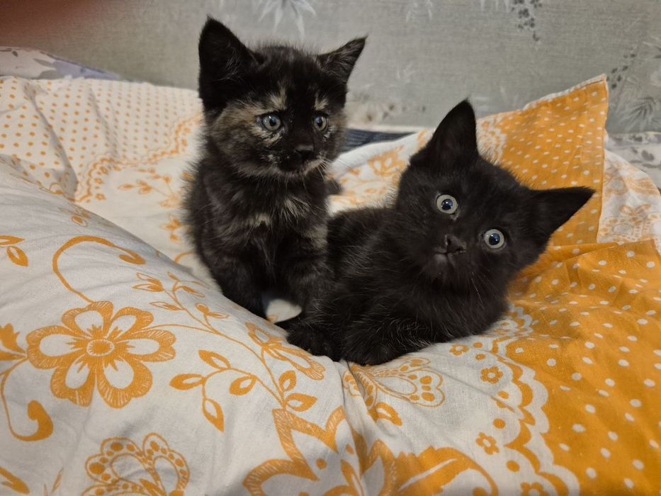 Котенок в добрые ручки