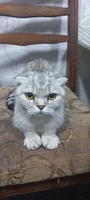 Toza Zotor Mushuk nomi Scottish fold