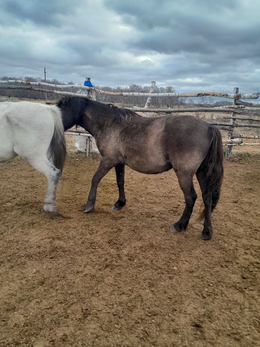 Продам лошадь на развод и согым