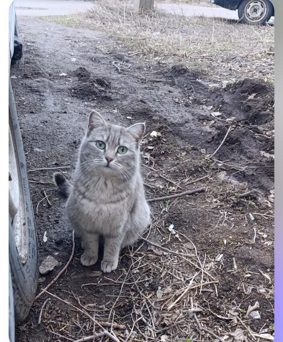 Стерилизованная кошечка Роза ищет дом!