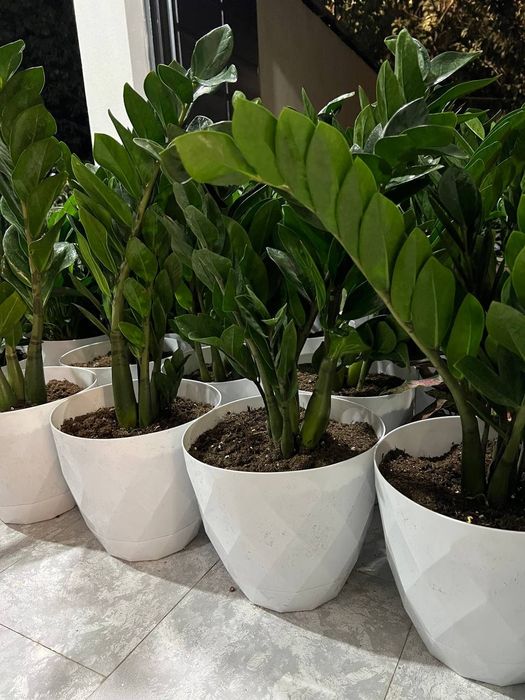 Цветы офисные для вашего интерьера