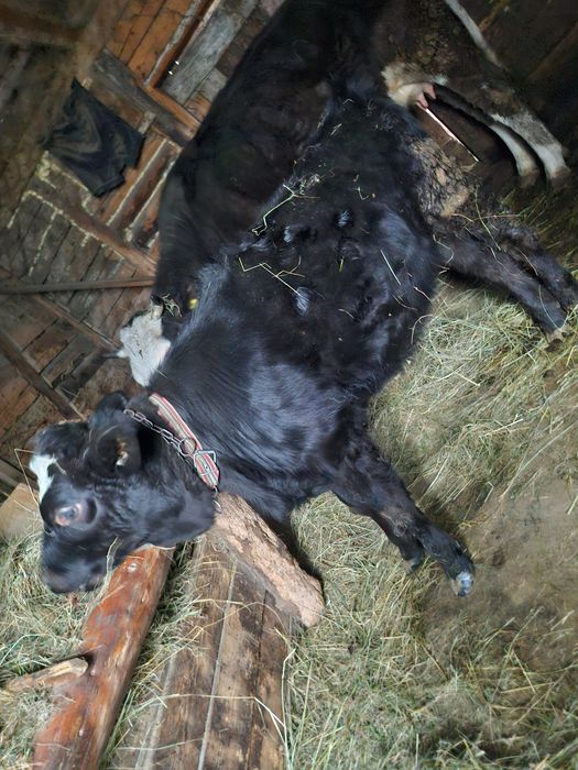 vând vițea de angus