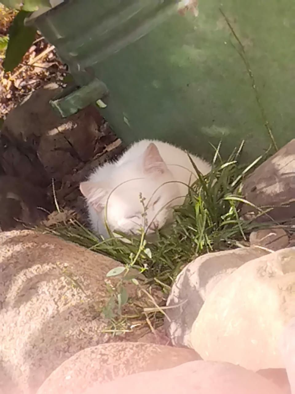 Отдам котят бесплатно