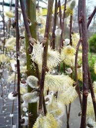 Salcie pendula salix