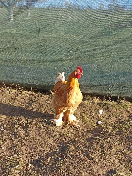 Vând cocoșii Brahma