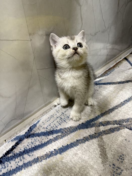 Zalataya shishila 1 yarim oyli