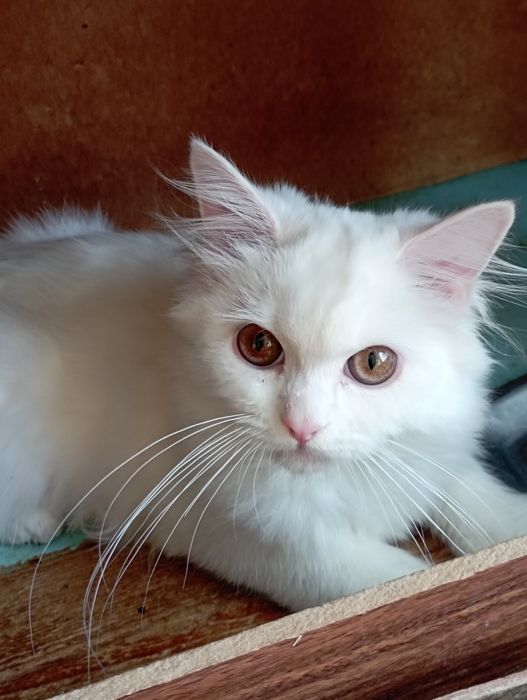Котёнок пушок мальчик 5 мес.