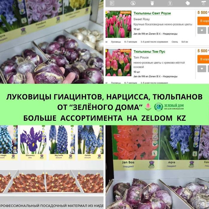 Луковицы тюльпанов нарциссов гиацинтов
