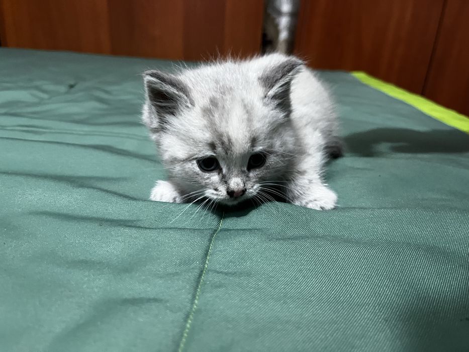 котята на выбор 5шт