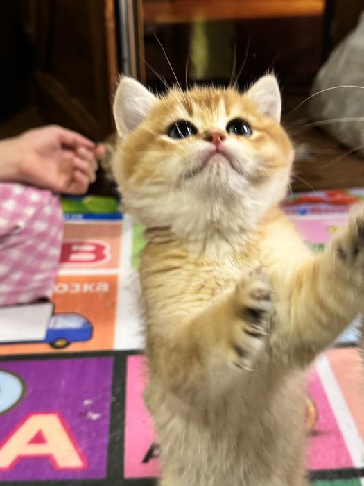 Продается пухлые котятки, британские gold