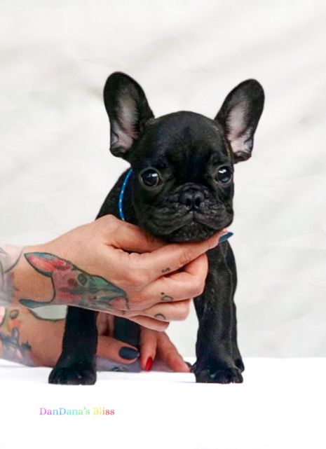 Bulldog francez negru tigrat cu pedigree - baietel