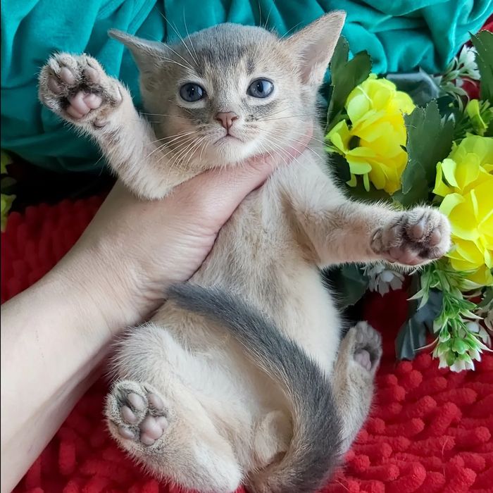 Абиссин ГОЛУБОЙ - редкий окрас! Котята