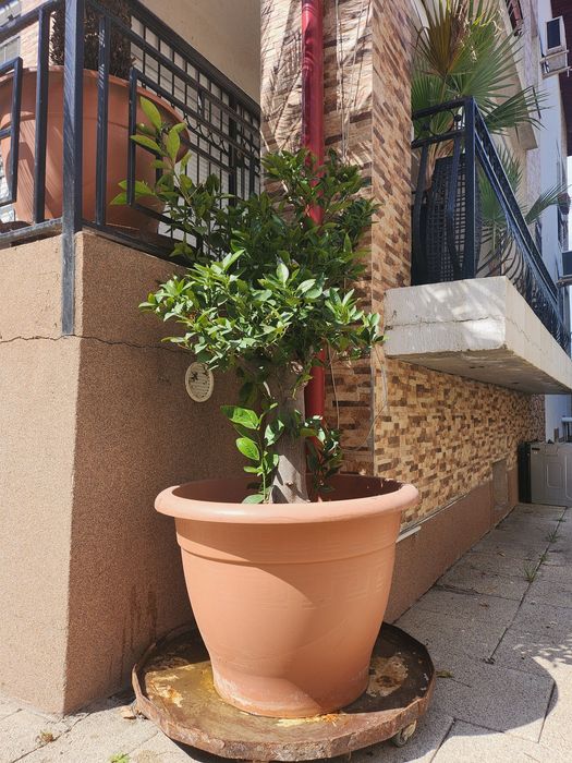 Vand 1 portocal+1 palmier Cycas