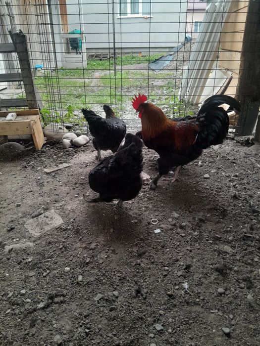 2 familii Marans