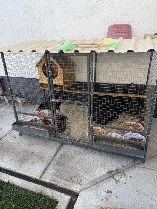 Товуклар учун катта клетка товуклари билан