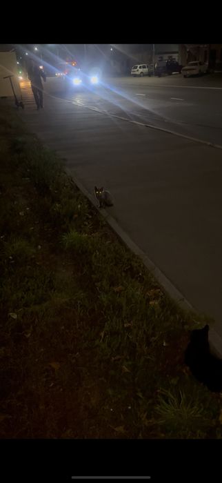 Кошка с котятами