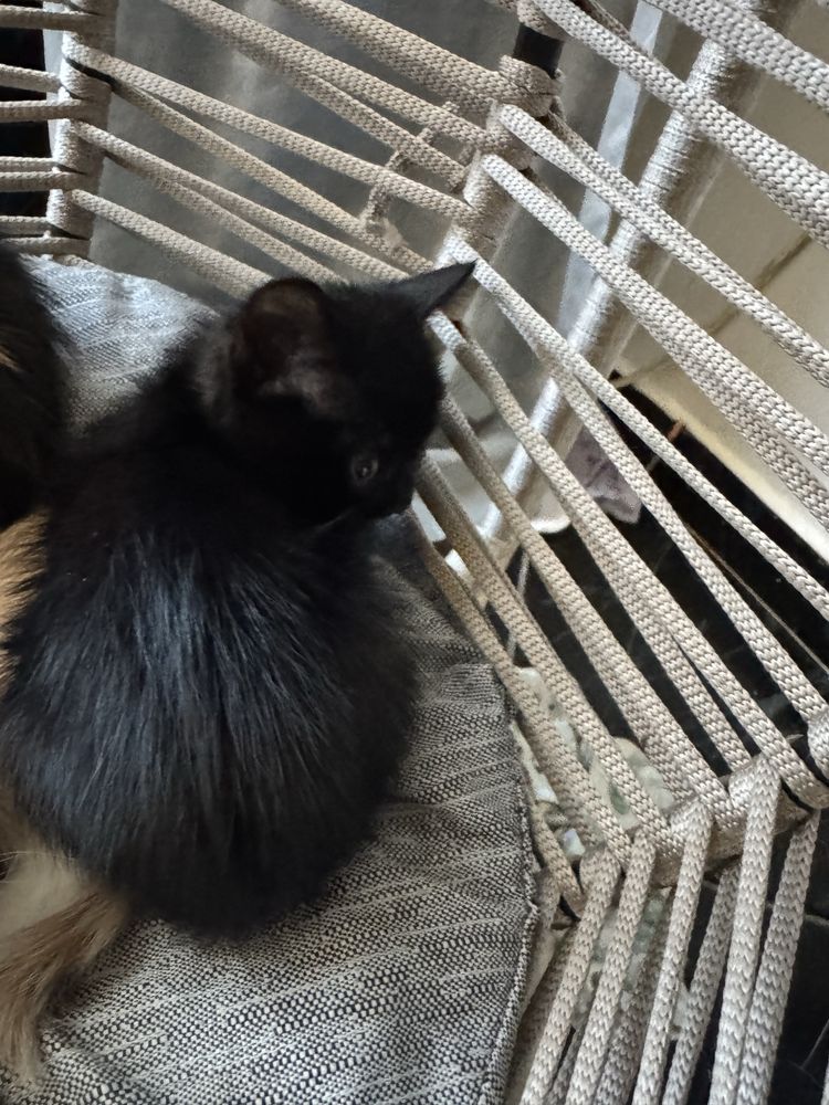 Подарявам котенца
