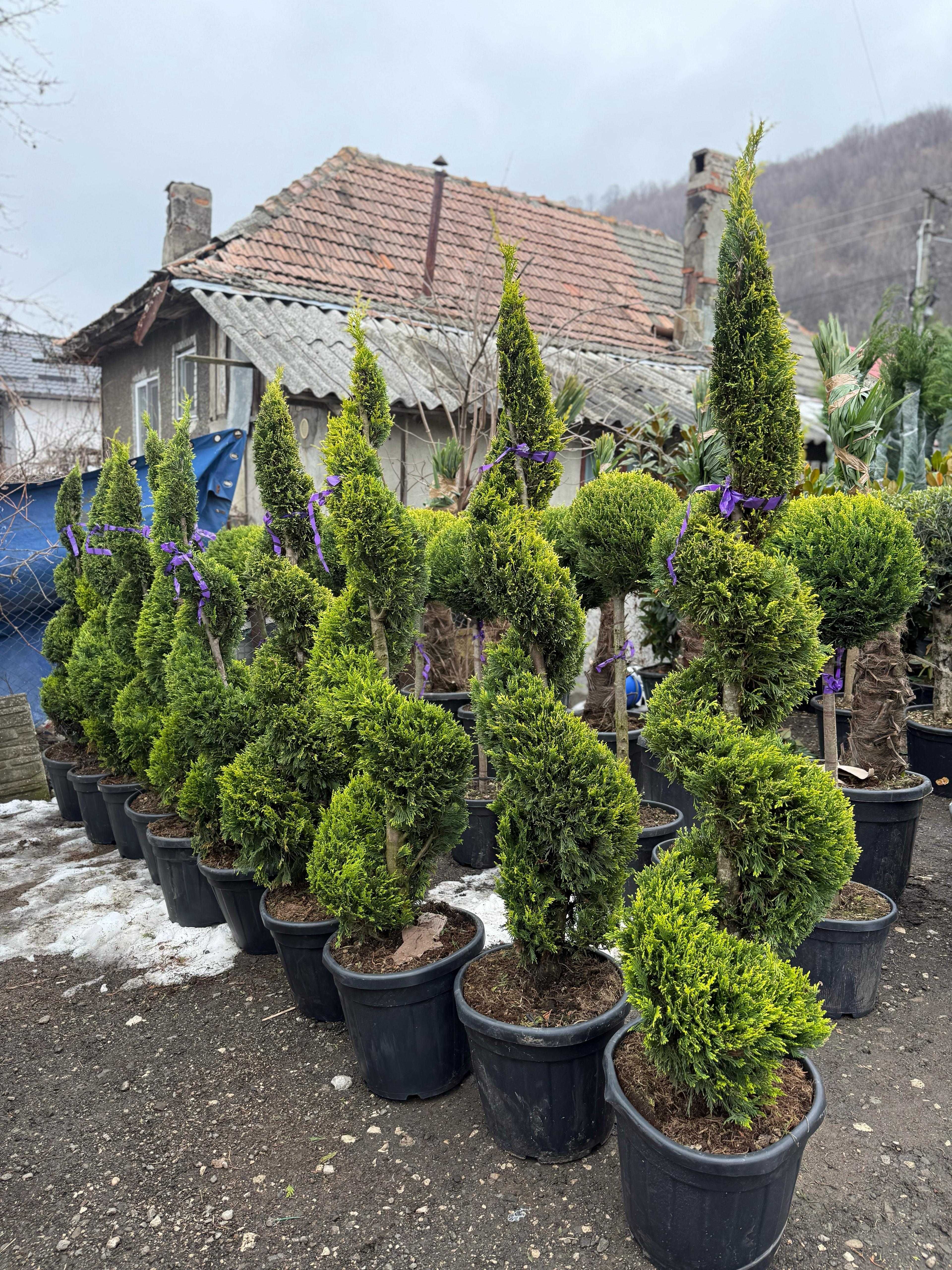 Amenajări grădini cu plante rezistente și piatră naturală!