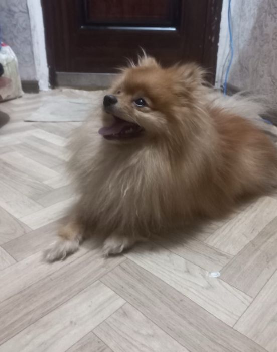 Щенки Померанского шпица — мини, от красивых родителей