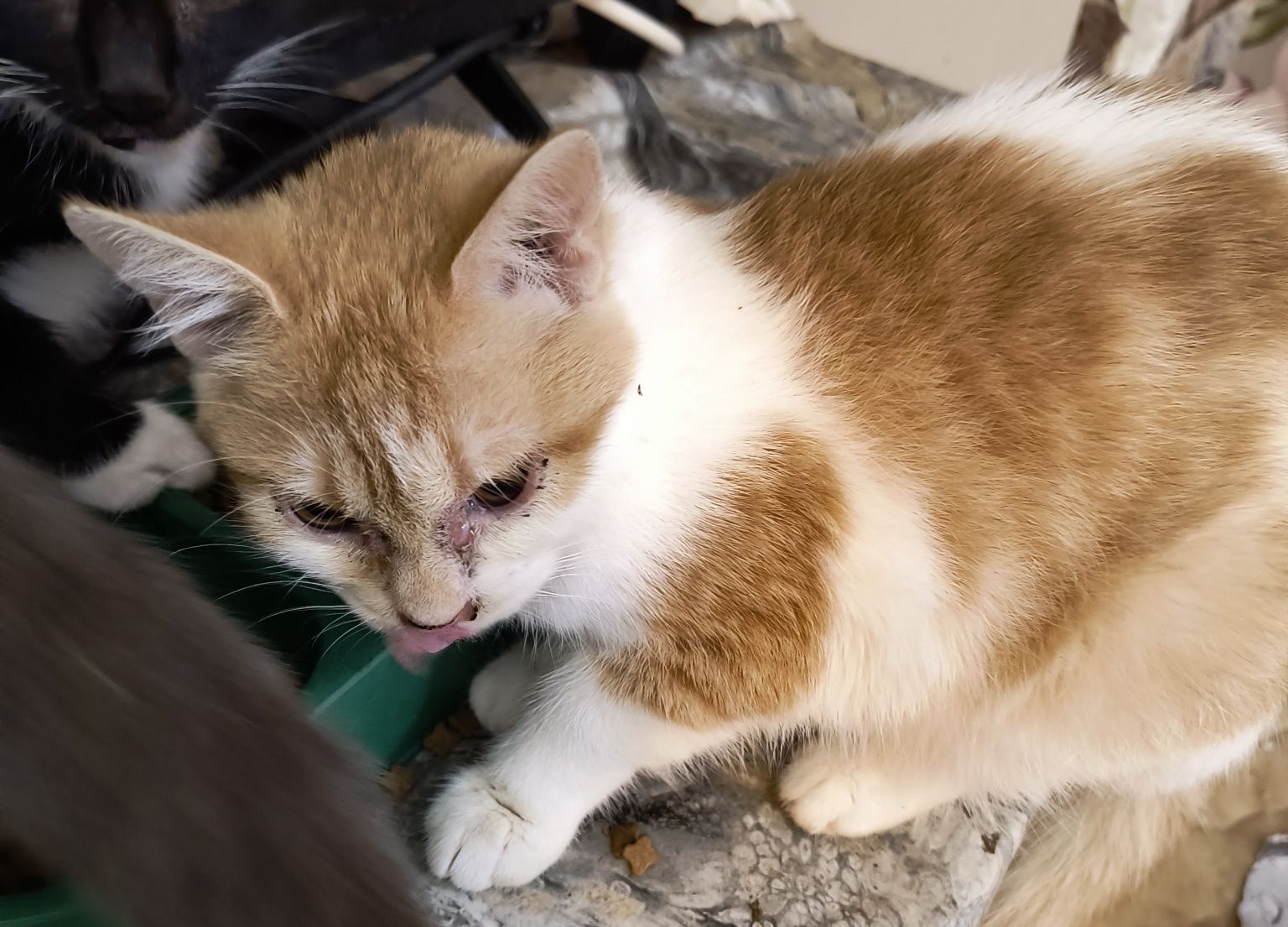 Шанс за сладките котенца
