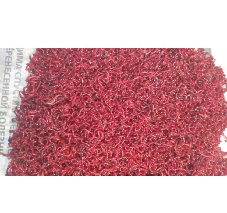 Мотыль насадочный в Алмате