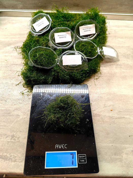 Явански мъх - Java Moss