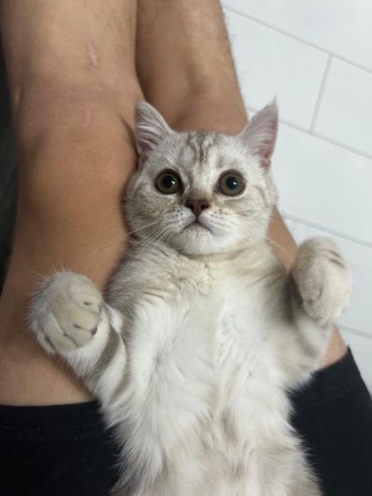 Кошка в добрые руки !