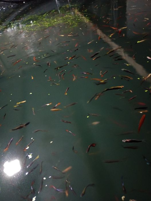 Pești exotici - vivipari. guppy ,xipho, platty,molly..