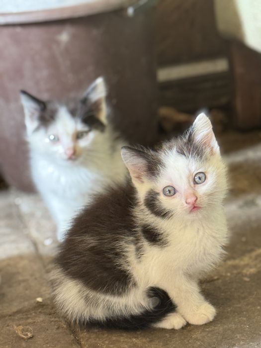 Отдам котят в надежные руки