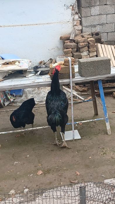 Кора Шахзодалар сотилади 2та